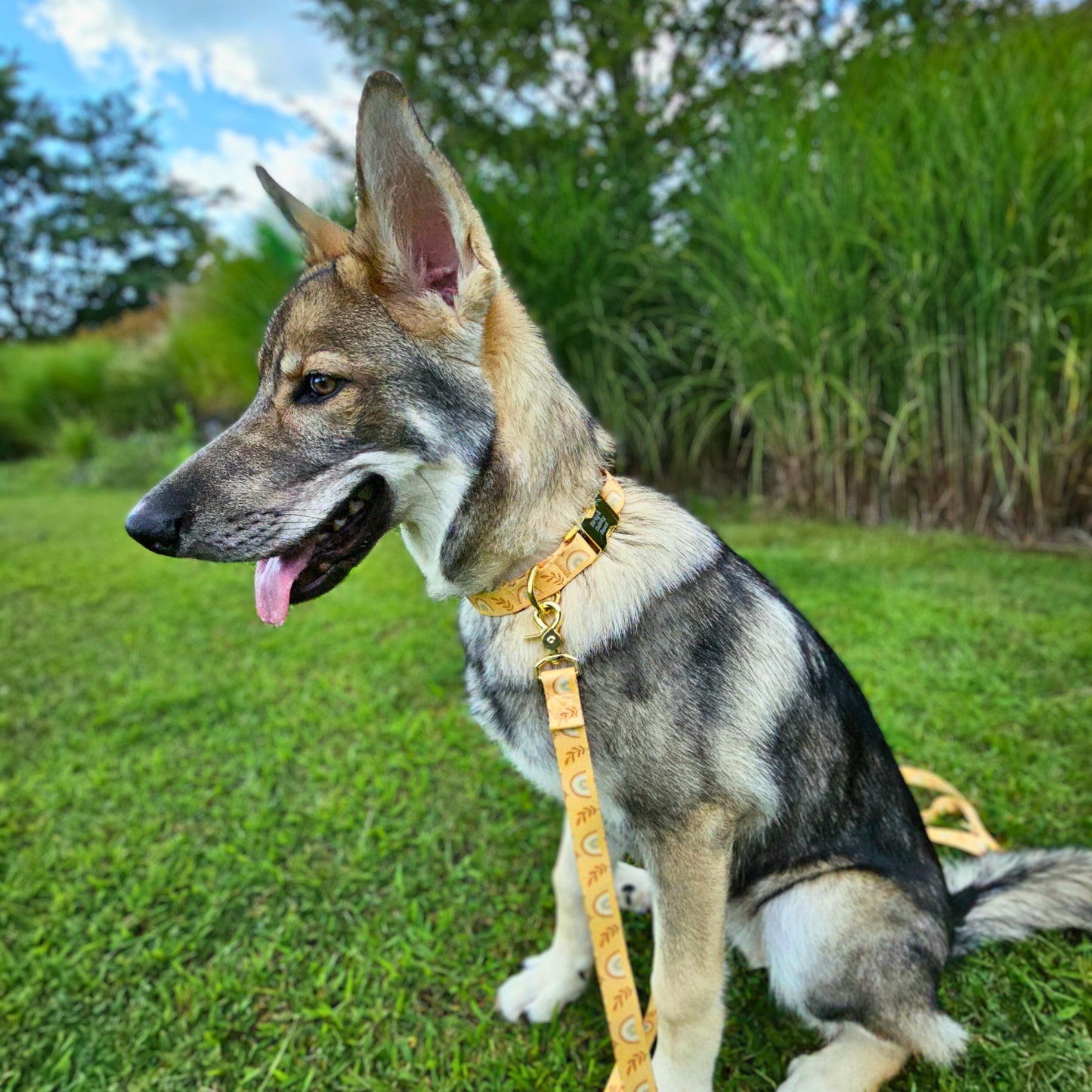 Boho Rainbows Collar