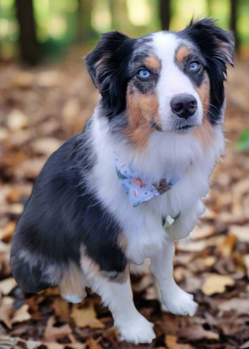 Camping Adventure/Pick your second fabric Reversible Dog Bandana