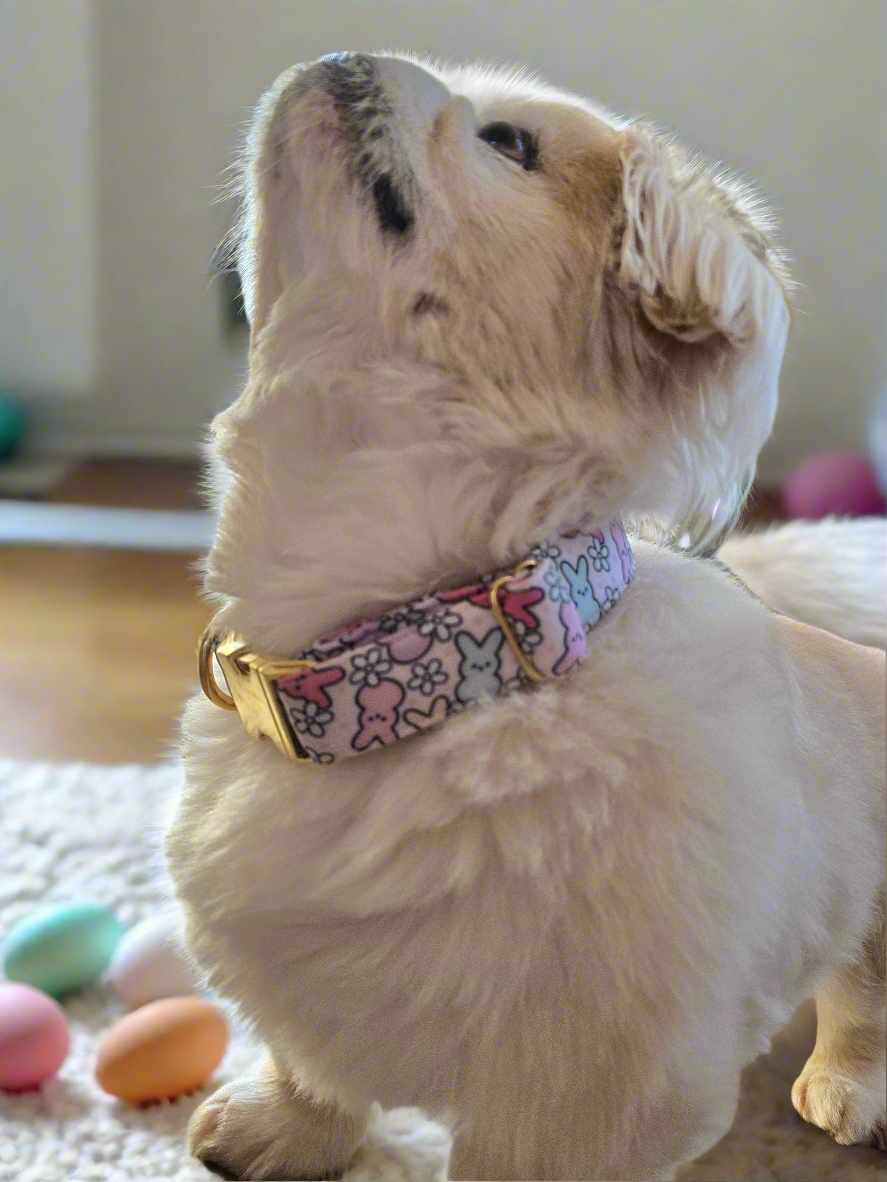 Easter Peeps Neoprene Dog Collar | Adjustable & Comfortable Spring Pet Accessory