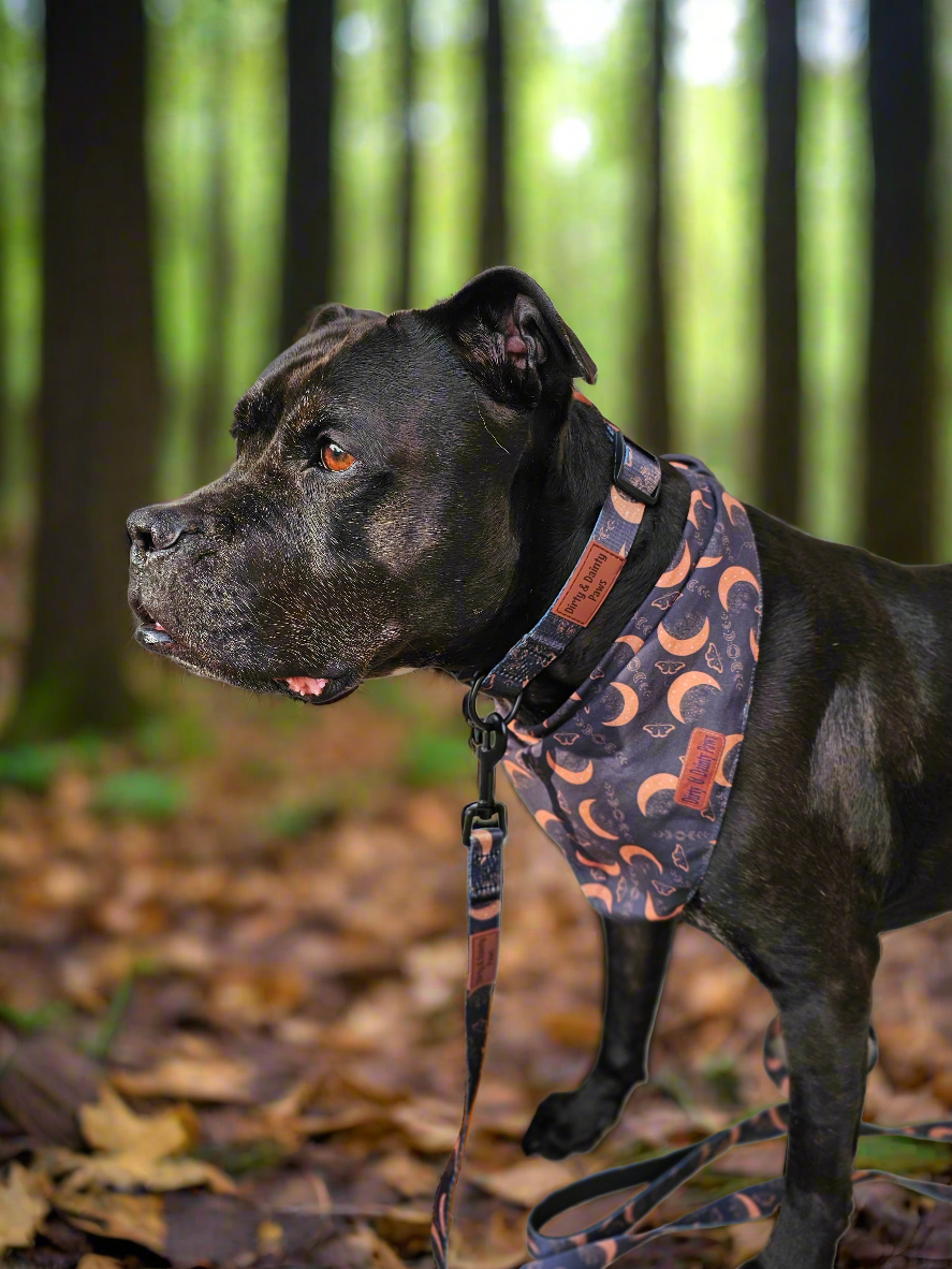 Boho Nights Collection Bundle- Collar, Leash, Harness, Poop Bag Holder- Save AND get a FREE Poop Loop and Easy tie bandana