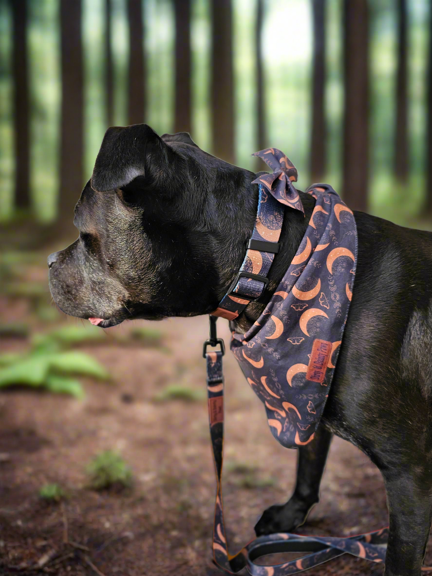 Boho Nights Collar Celestial Collar with paw print buckle. Moon, moths and crystal prints. Rubber logo tag