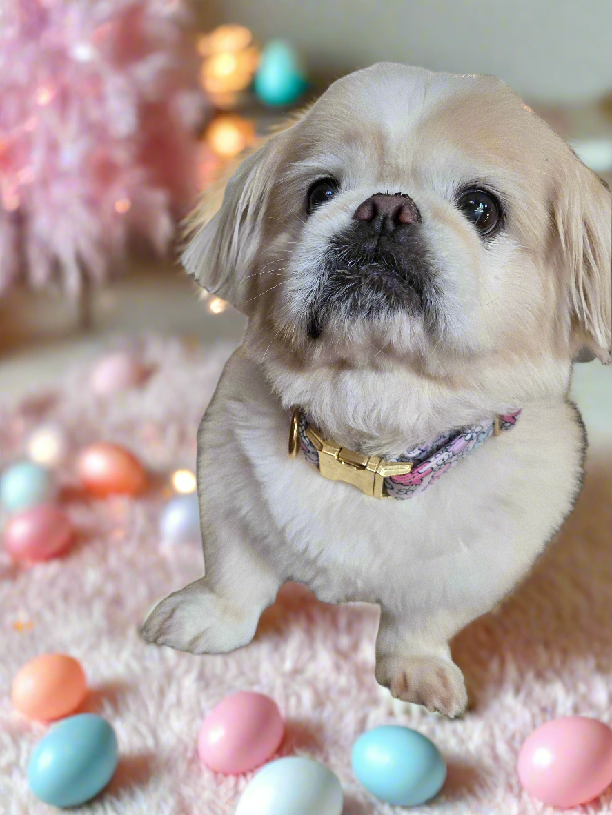 Easter Peeps Neoprene Dog Collar | Adjustable & Comfortable Spring Pet Accessory