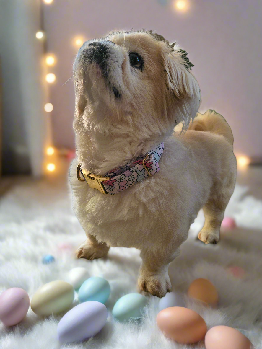Easter Peeps Neoprene Dog Collar | Adjustable & Comfortable Spring Pet Accessory