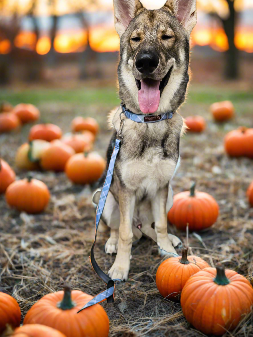 Boho Blue Plaid Dog Collar | Eco-Friendly, Waterproof & NO Stink