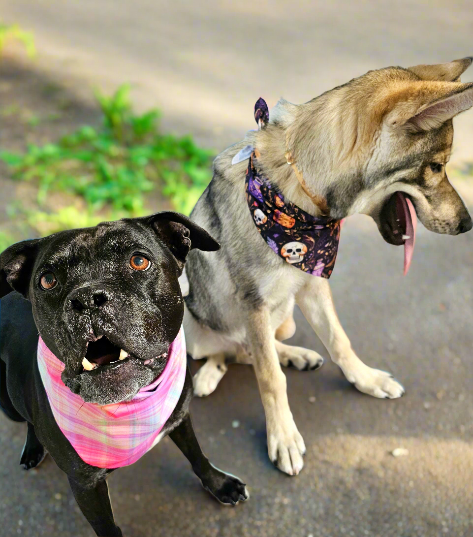 Fall Sunset Bundle| Collar and Leash Set| FREE Easy Tie Bandana