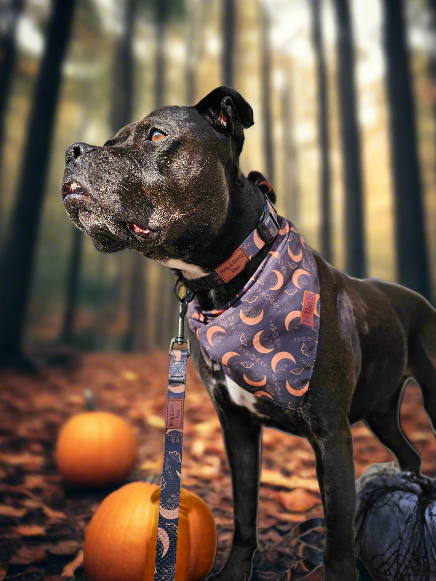 Boho Nights Collection Bundle- Collar, Leash, Harness, Poop Bag Holder- Save AND get a FREE Poop Loop and Easy tie bandana