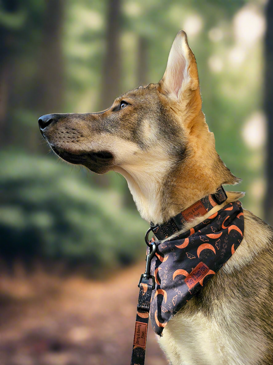Boho Nights Collar Celestial Collar with paw print buckle. Moon, moths and crystal prints. Rubber logo tag