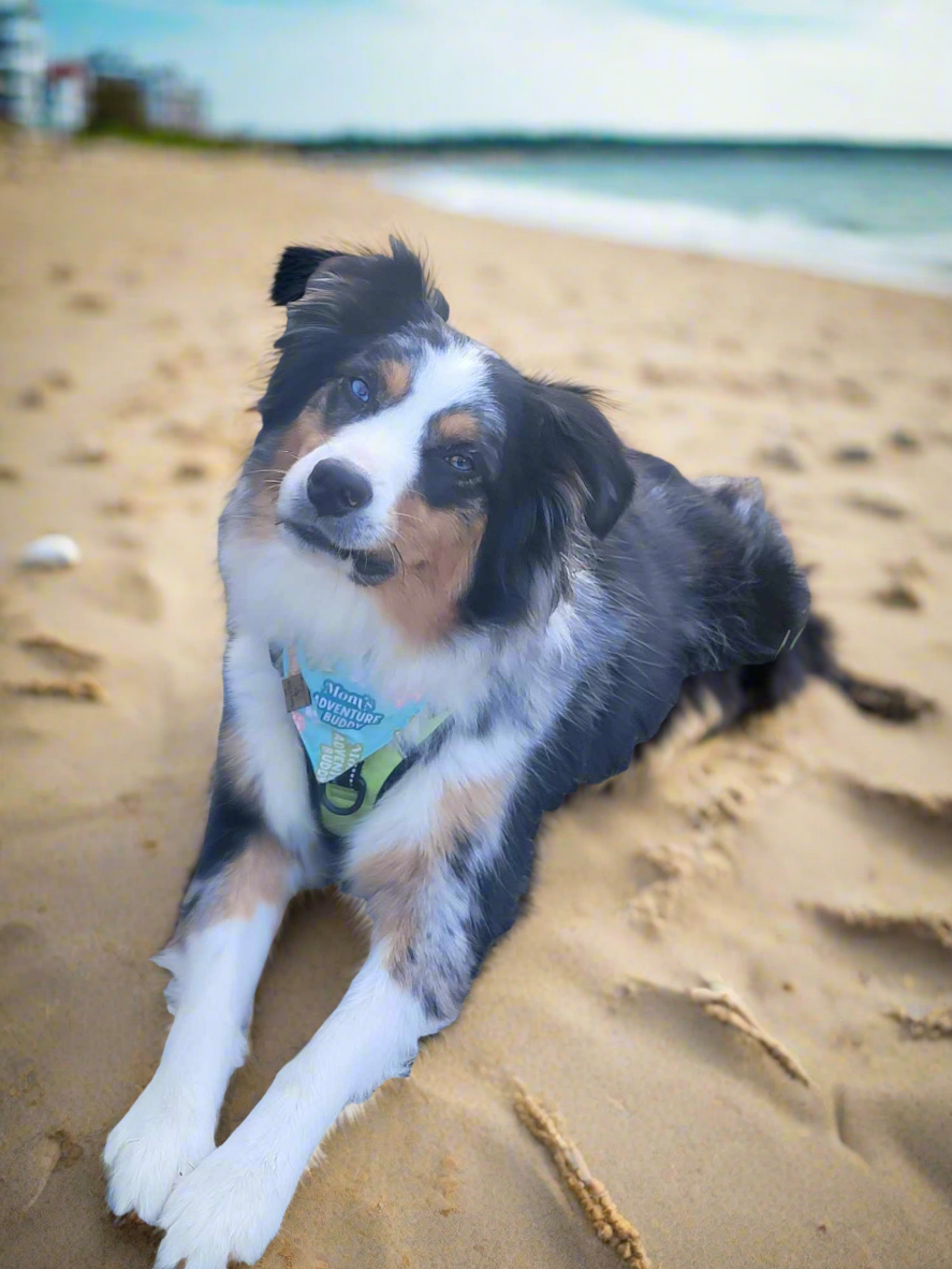 Camping Adventure/Pick your second fabric Reversible Dog Bandana
