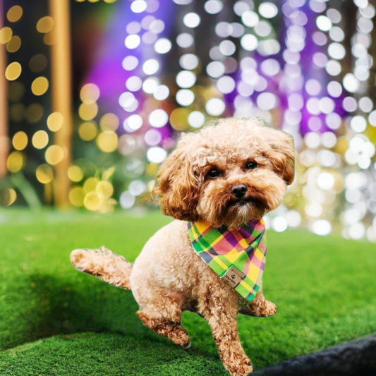 Mardi Gras Reversible Scrunchie Dog Bandana