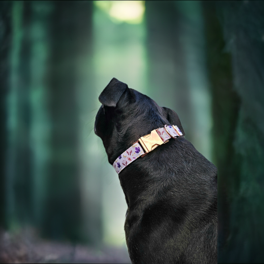 Into The Mystic Crystals Nylon Dog Collar| Halloween Dog Collar| Durable Dog Collar
