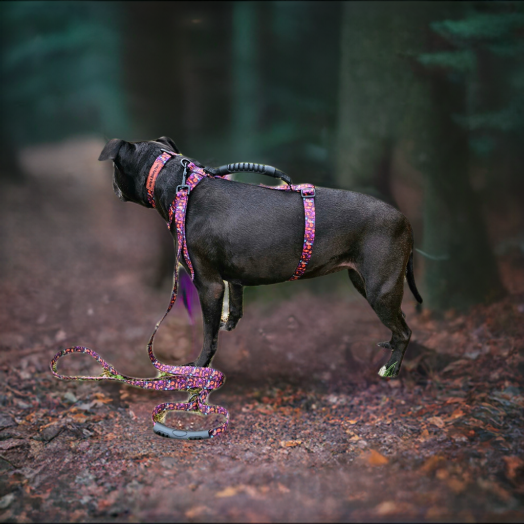 Spooky Jack-O-Lantern Close Control Y Dog Harness