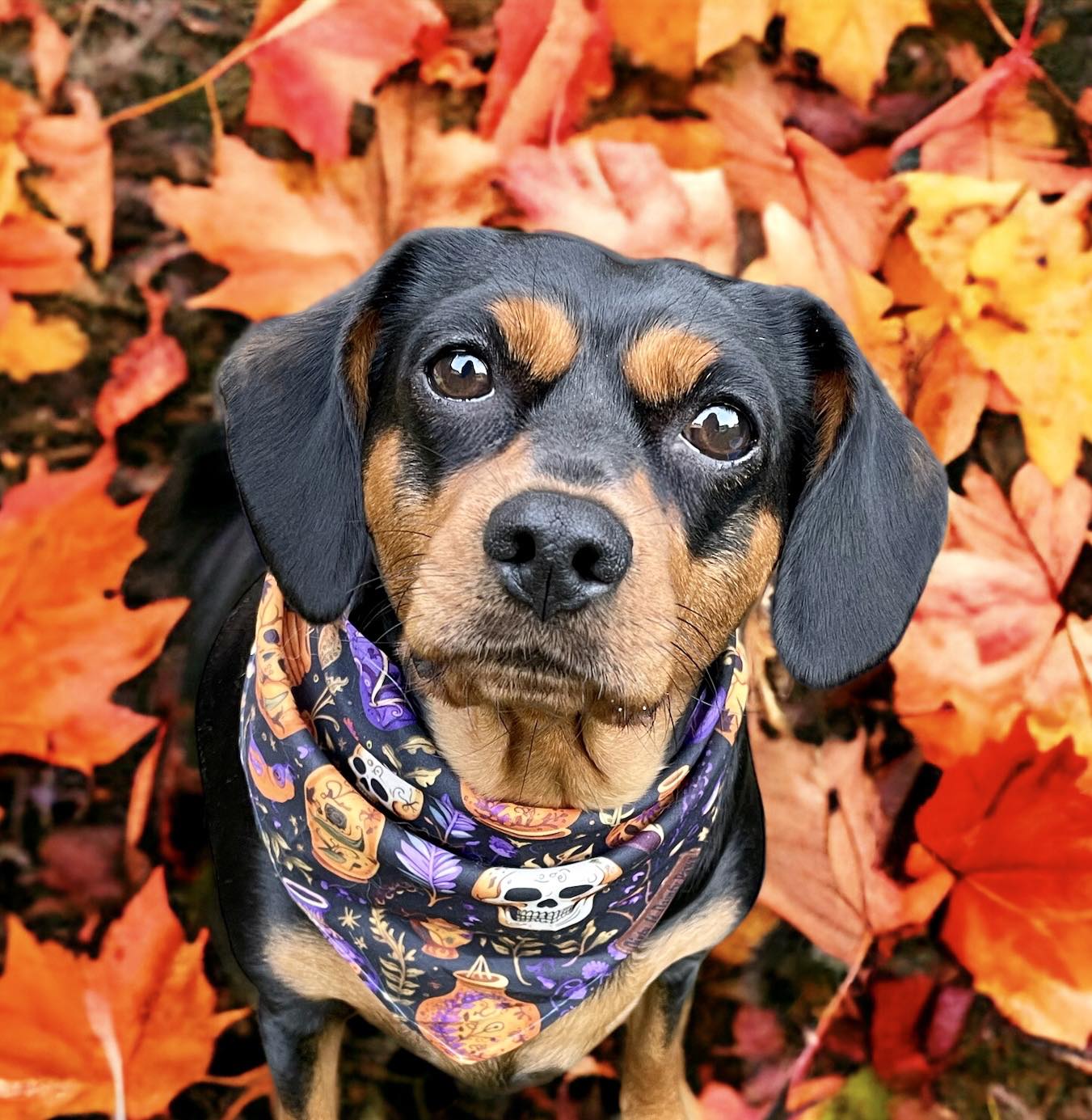 Skulls and Potions Dog Collar