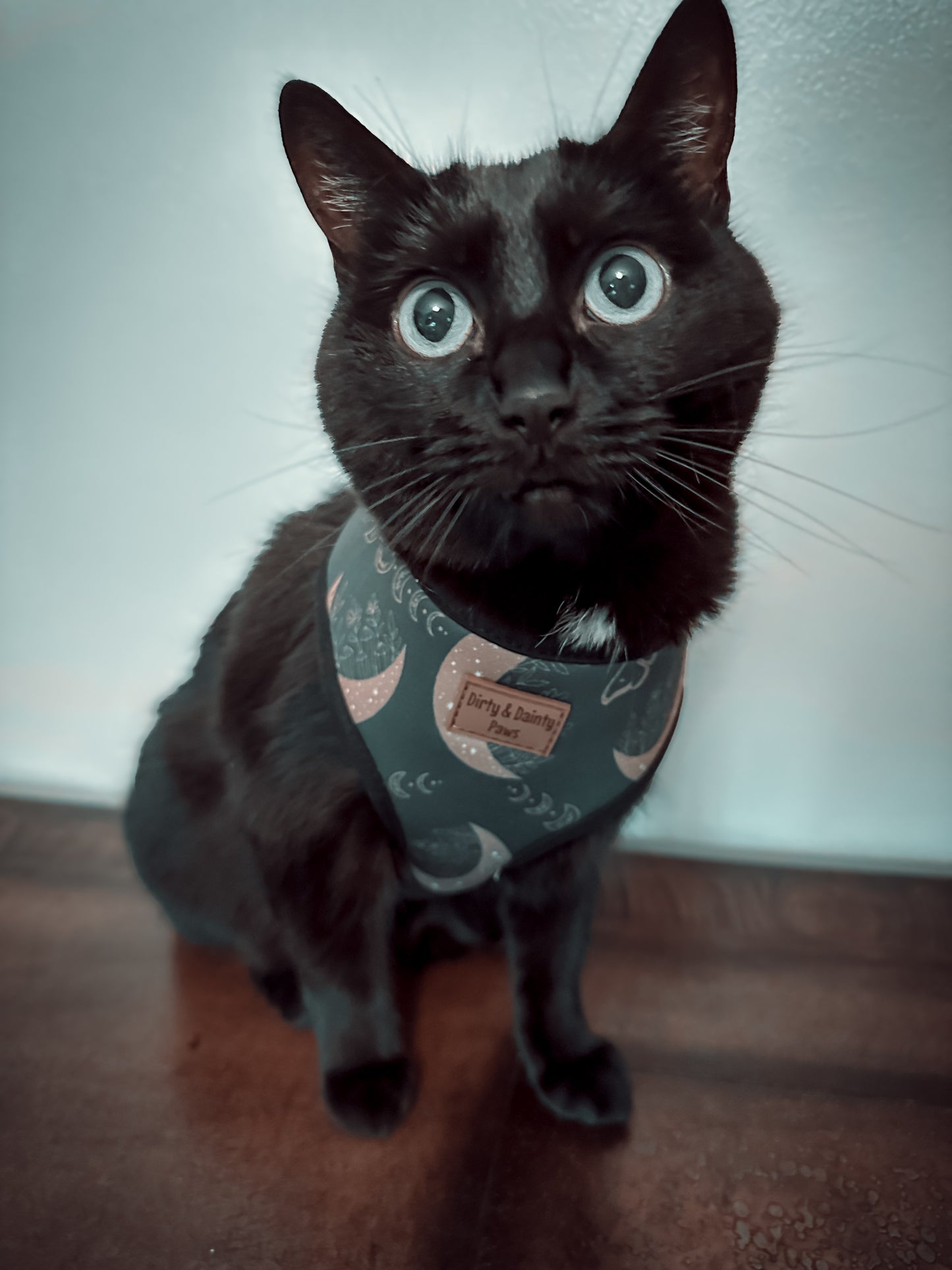 Boho Nights Collection Bundle- Collar, Leash, Harness, Poop Bag Holder- Save AND get a FREE Poop Loop and Easy tie bandana