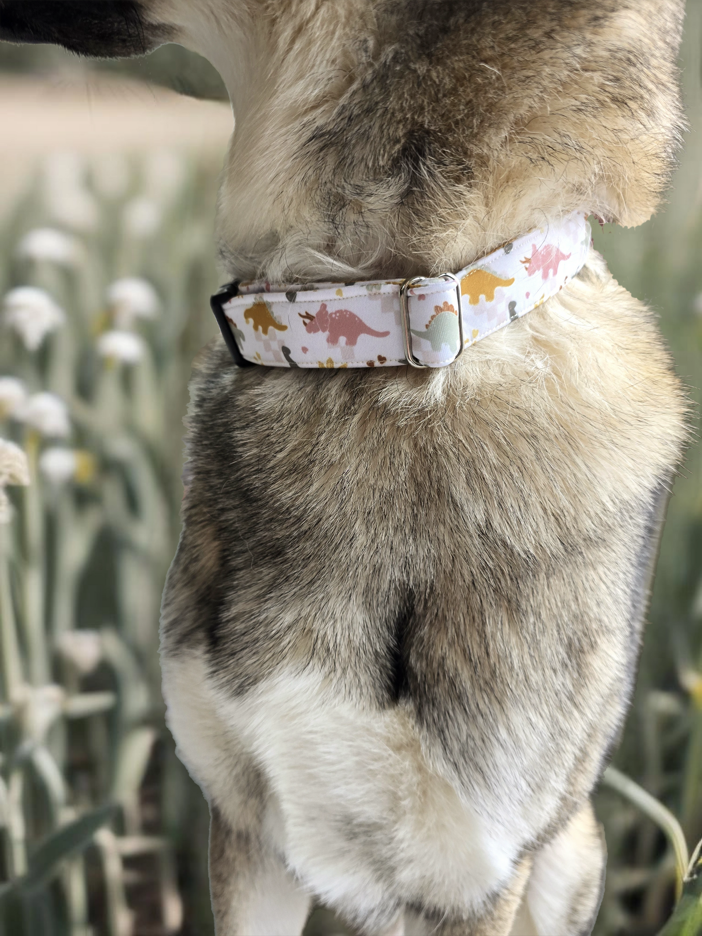 Neutral Spring Dinos Neoprene Dog Collar – Soft & Adjustable