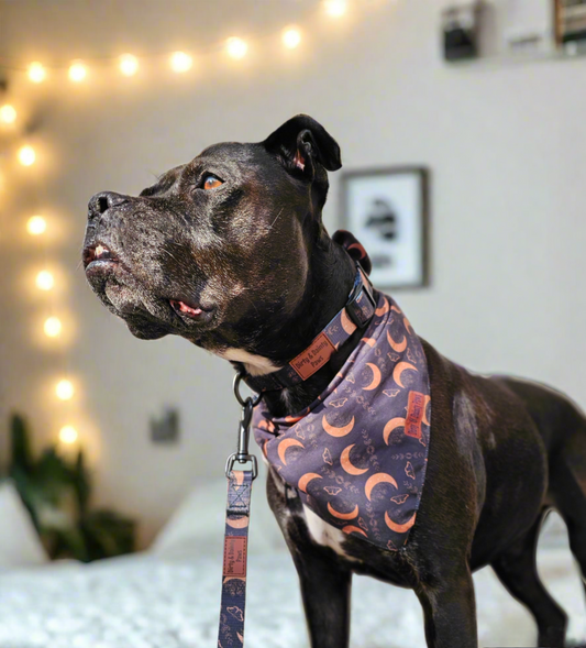 Boho Nights Bundle| Collar, Leash, Poop Bag Holder| Get a FREE Easy-tie Bandana