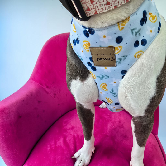 Blueberries and Lemons Neoprene Chest Harness Water Resistant