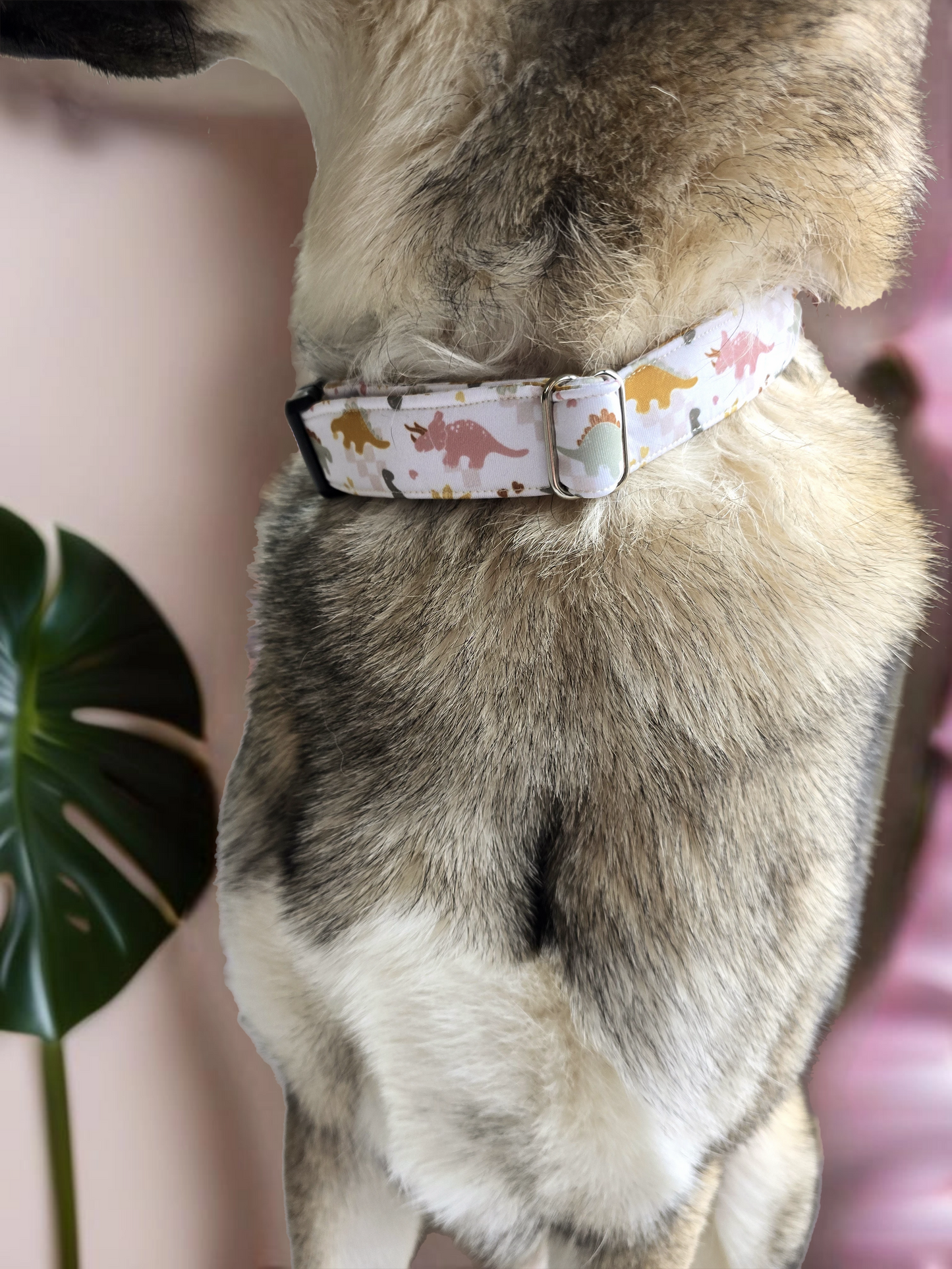 Neutral Spring Dinos Neoprene Dog Collar – Soft & Adjustable