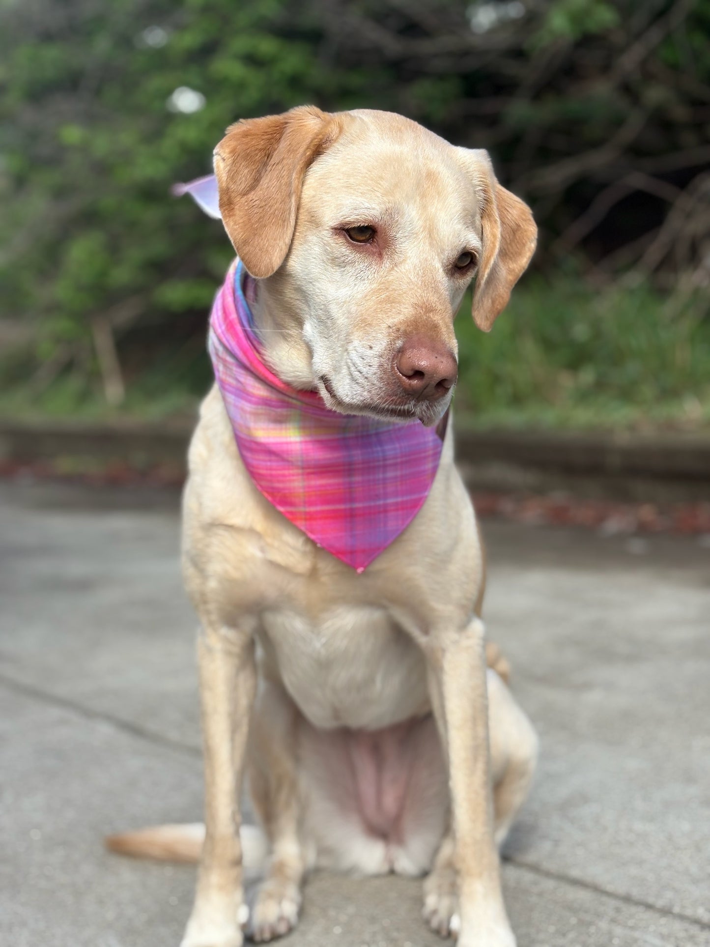 Fall Sunset Bundle| Collar and Leash Set| FREE Easy Tie Bandana
