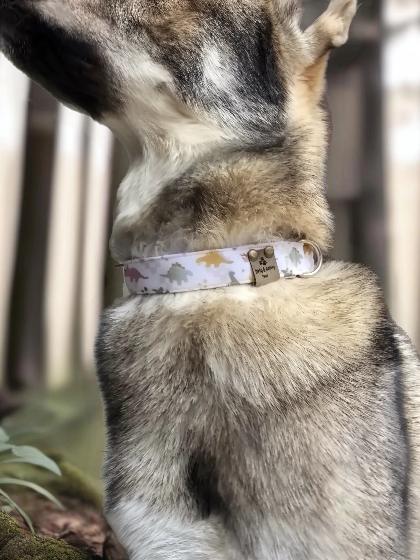 Neutral Spring Dinos Neoprene Dog Collar – Soft & Adjustable