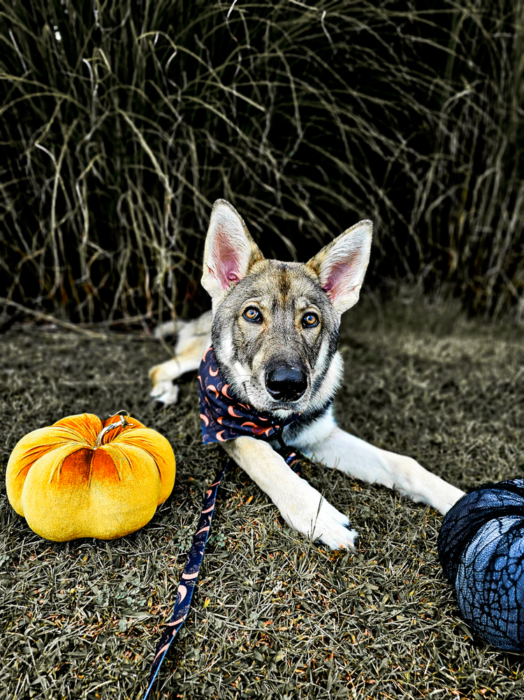 Halloween & Fall