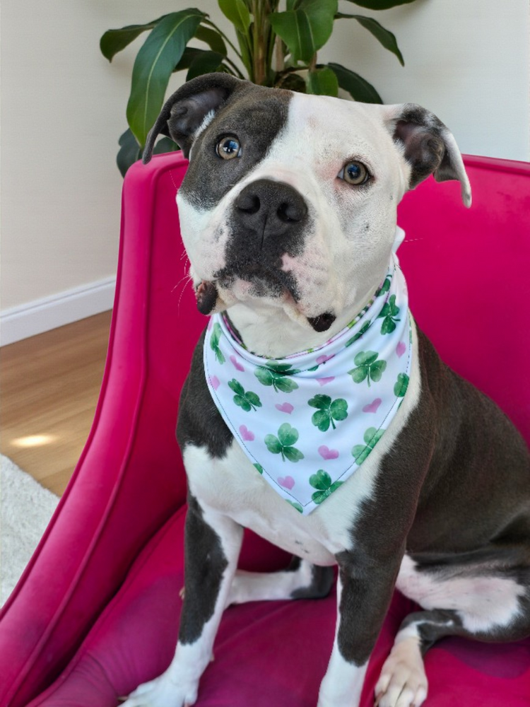 Lucky Bunny Spring Collection 2026