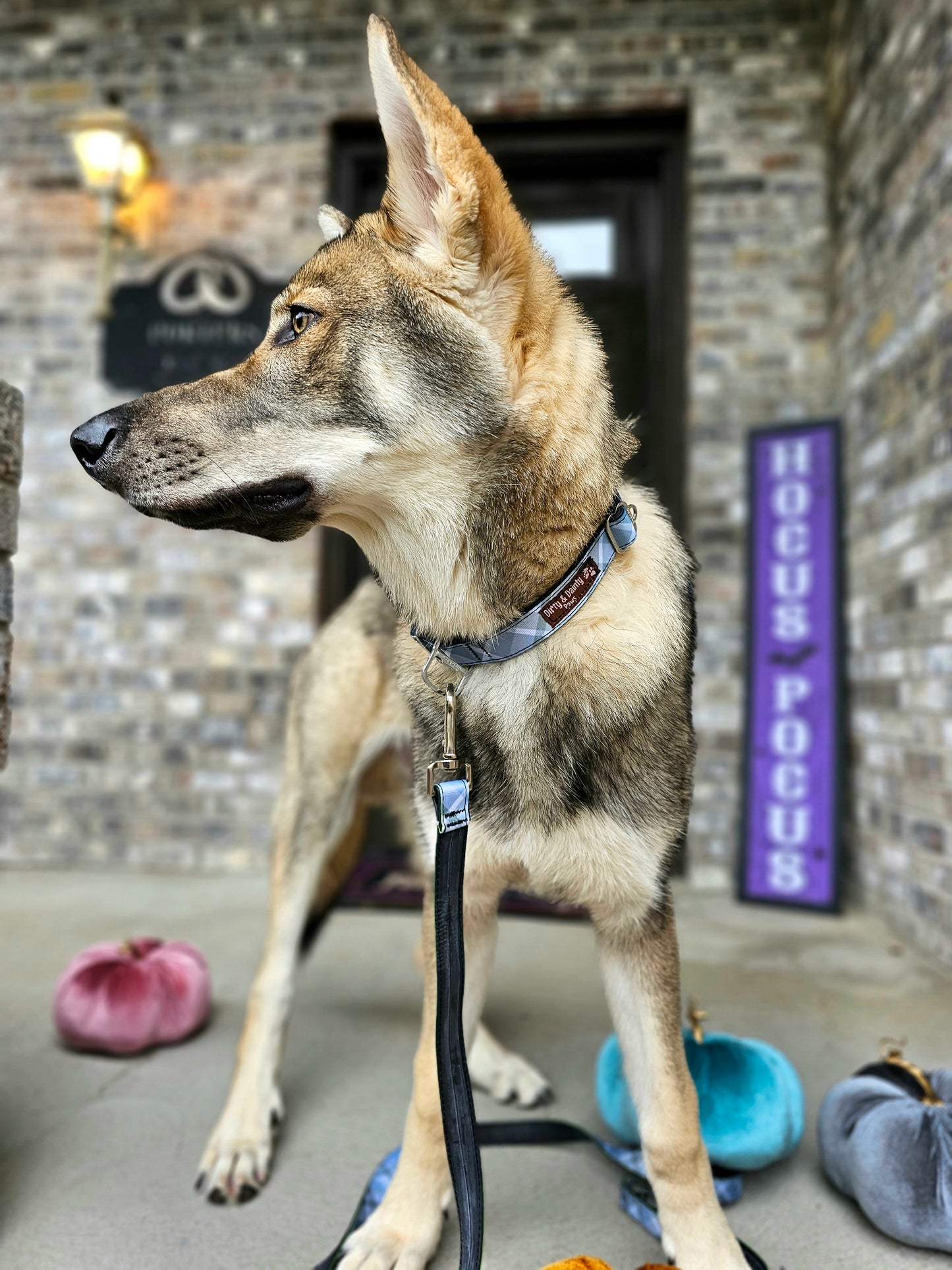 Boho Blue Plaid Dog Collar | Eco-Friendly, Waterproof & NO Stink