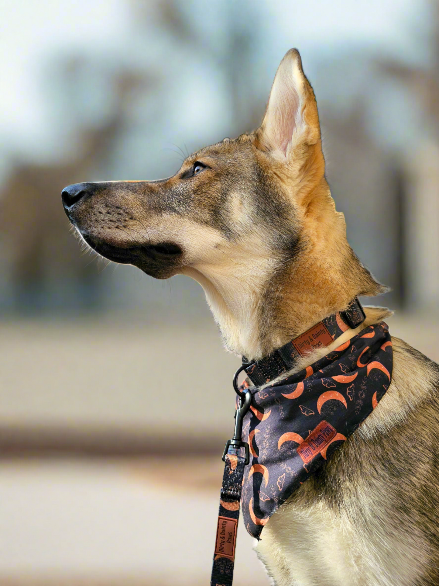 Boho Nights Bundle| Collar, Leash, Poop Bag Holder| Get a FREE Easy-tie Bandana