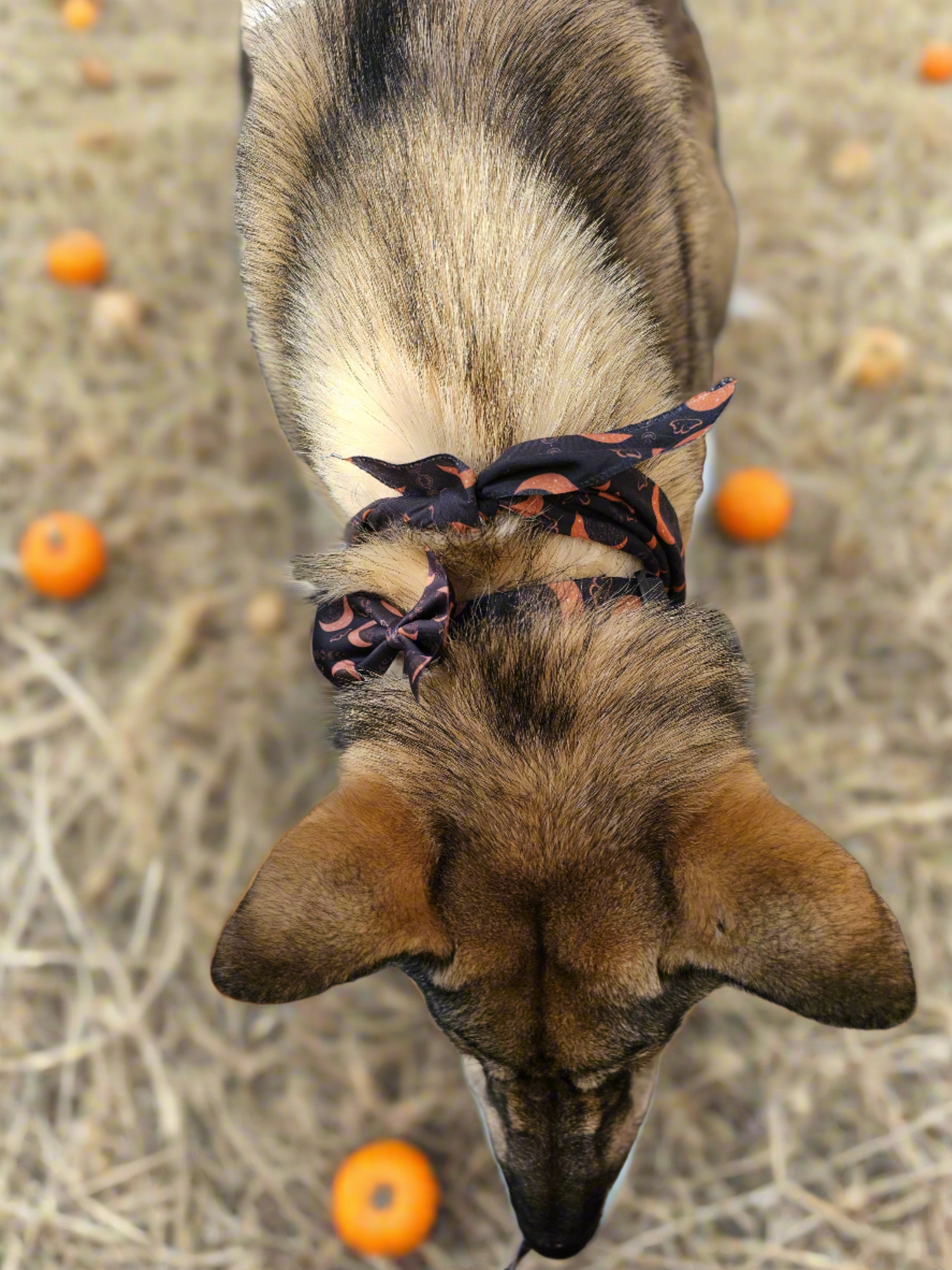 Boho Nights dog collar and leash set featuring a celestial-themed design with moons, moths, and crystals, plus a FREE Easy Tie Bandana, displayed in a chic boho style.