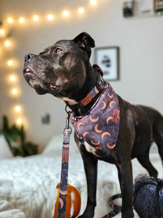 Boho Nights dog collar and leash set featuring a celestial-themed design with moons, moths, and crystals, plus a FREE Easy Tie Bandana, displayed in a chic boho style.