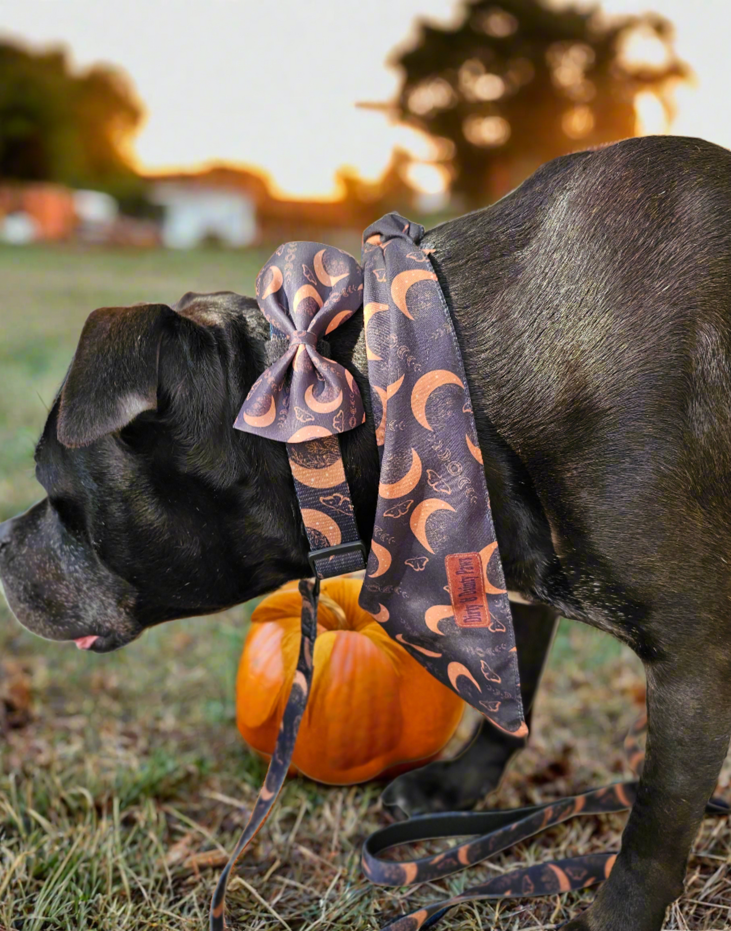 Boho Nights dog collar and leash set featuring a celestial-themed design with moons, moths, and crystals, plus a FREE Easy Tie Bandana, displayed in a chic boho style.