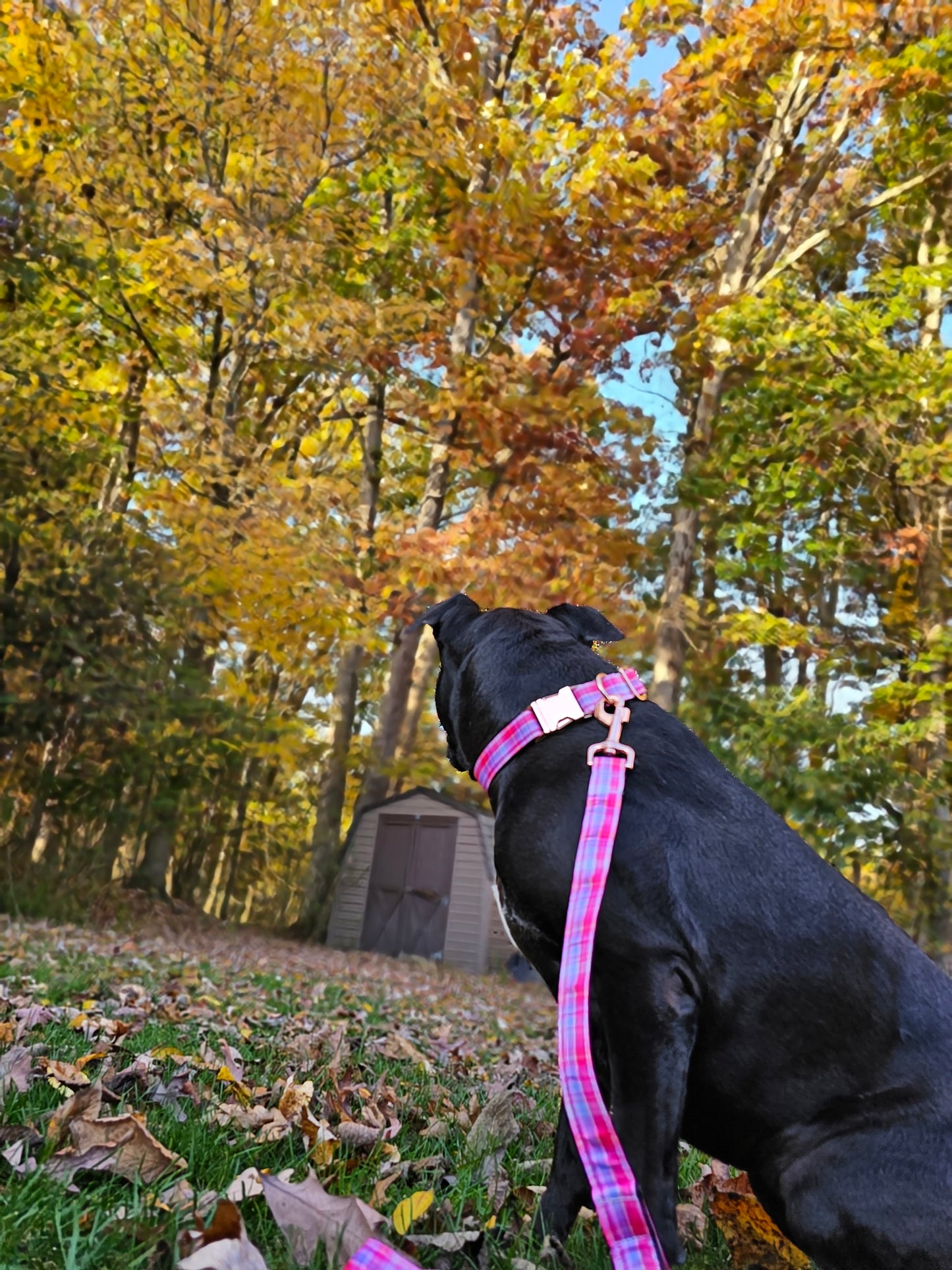 Sunset Plaid Nylon Dog Collar| Durable Dog Collar| Rose Gold Hardware