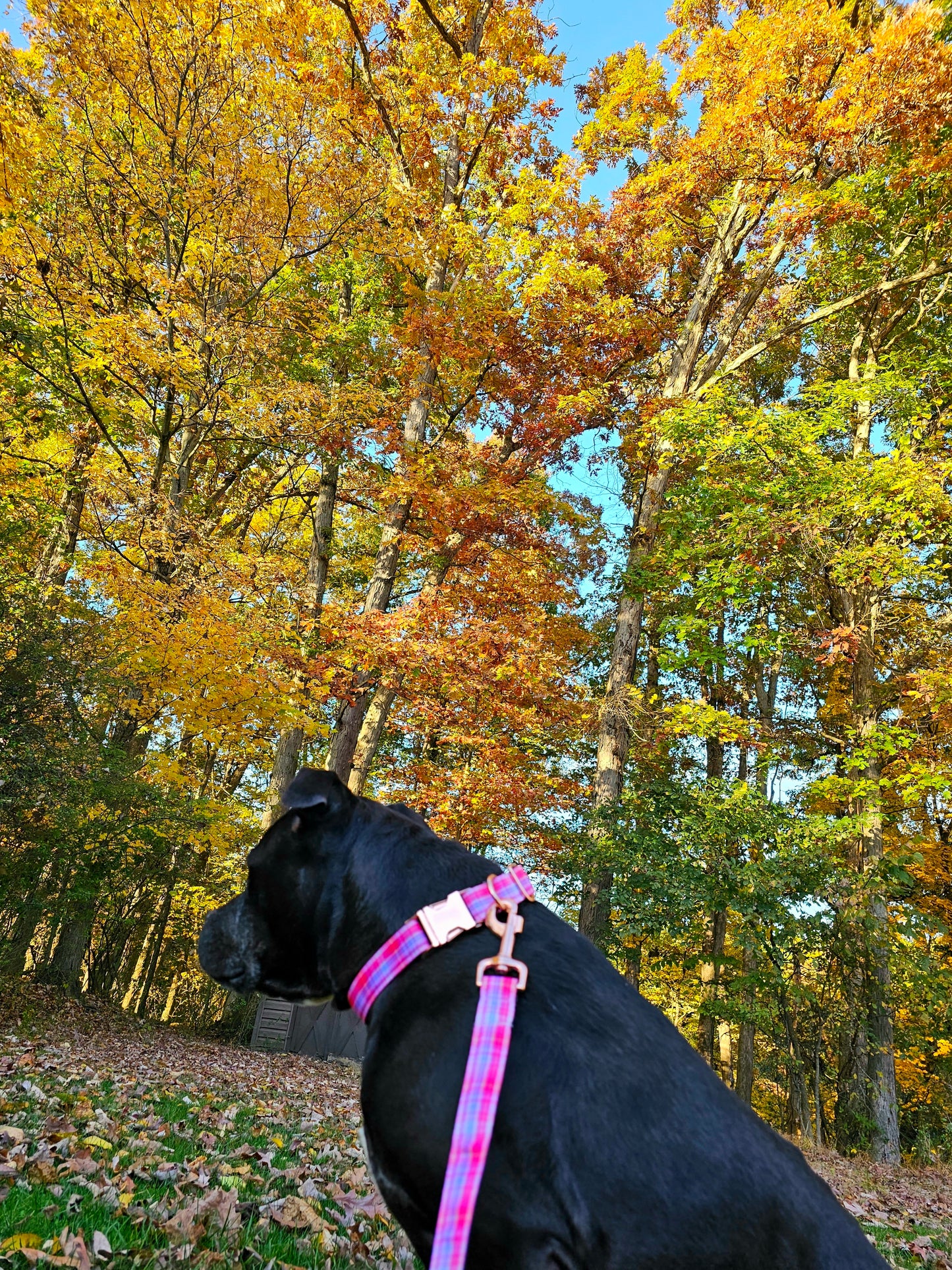 Sunset Plaid Nylon Dog Collar| Durable Dog Collar| Rose Gold Hardware