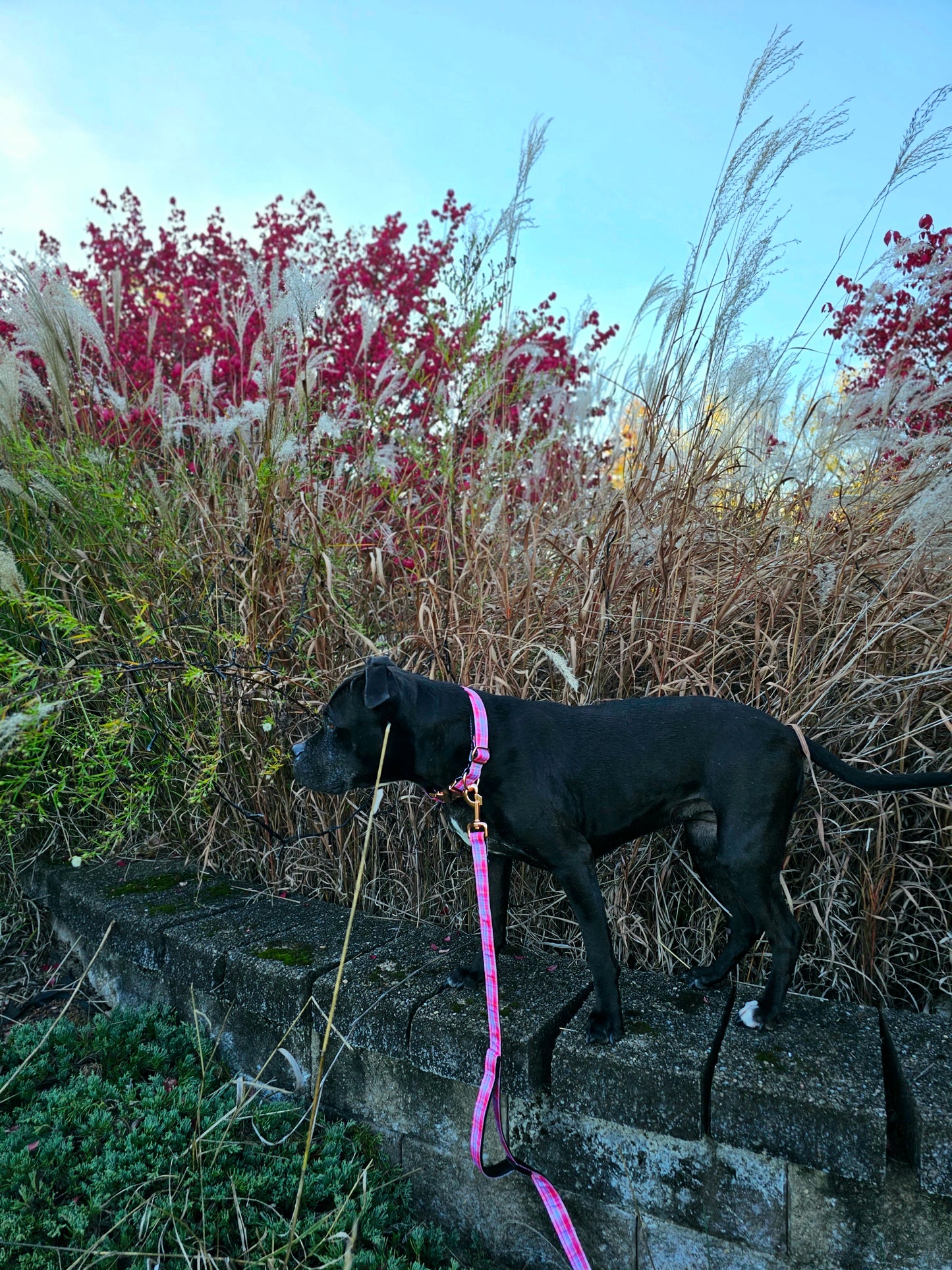 Sunset Plaid Nylon Dog Collar| Durable Dog Collar| Rose Gold Hardware