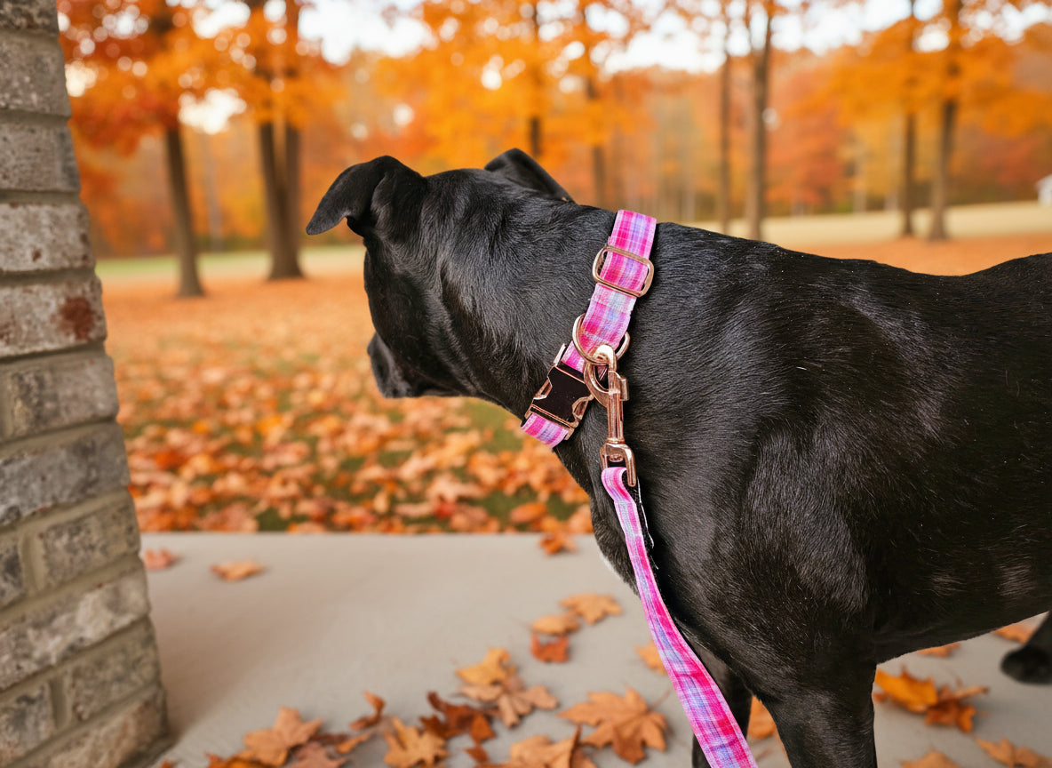 Black dog wearing a pink plaid collar and leash on a porch.
