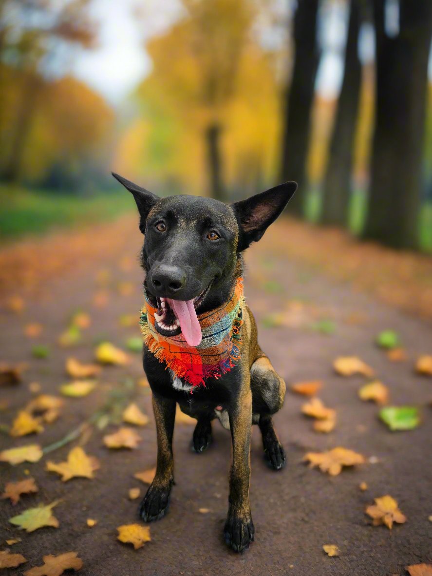 Colorful plaid dog bandana made from high-quality flannel, featuring hand-fringed edges, a secure snap closure, and a faux leather logo tag. Perfect for fall, the bandana showcases a vibrant mix of autumnal colors.