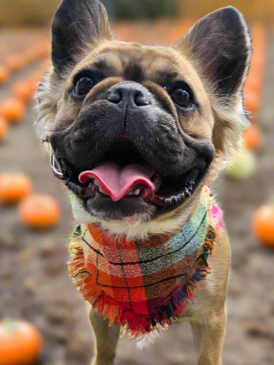 Colorful plaid dog bandana made from high-quality flannel, featuring hand-fringed edges, a secure snap closure, and a faux leather logo tag. Perfect for fall, the bandana showcases a vibrant mix of autumnal colors.