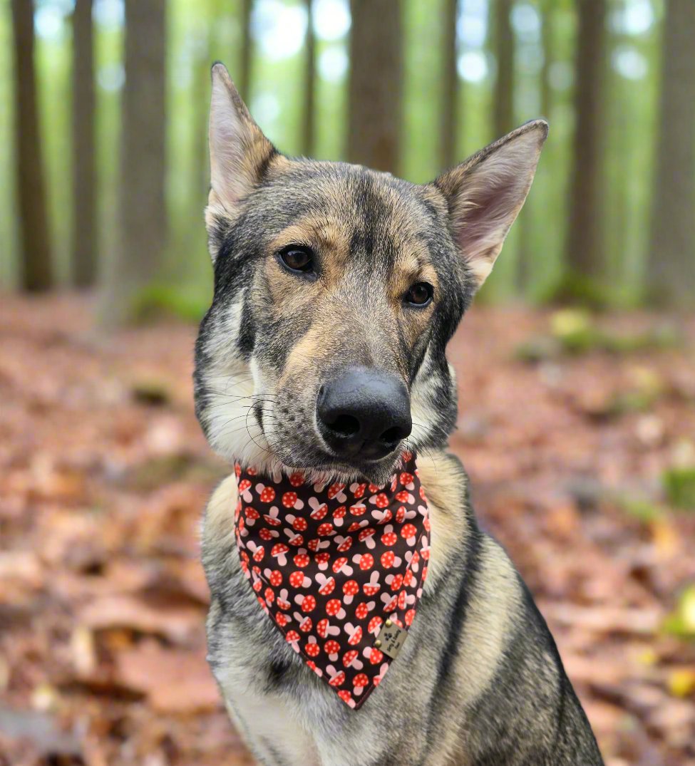 Mushies & Foil Pumpkins Reversible Scrunchie Dog Bandana - Autumn Glimmer