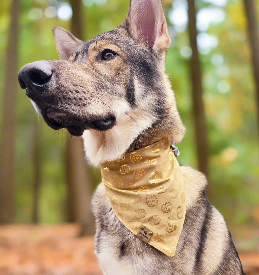 Mushies & Foil Pumpkins Reversible Scrunchie Dog Bandana - Autumn Glimmer