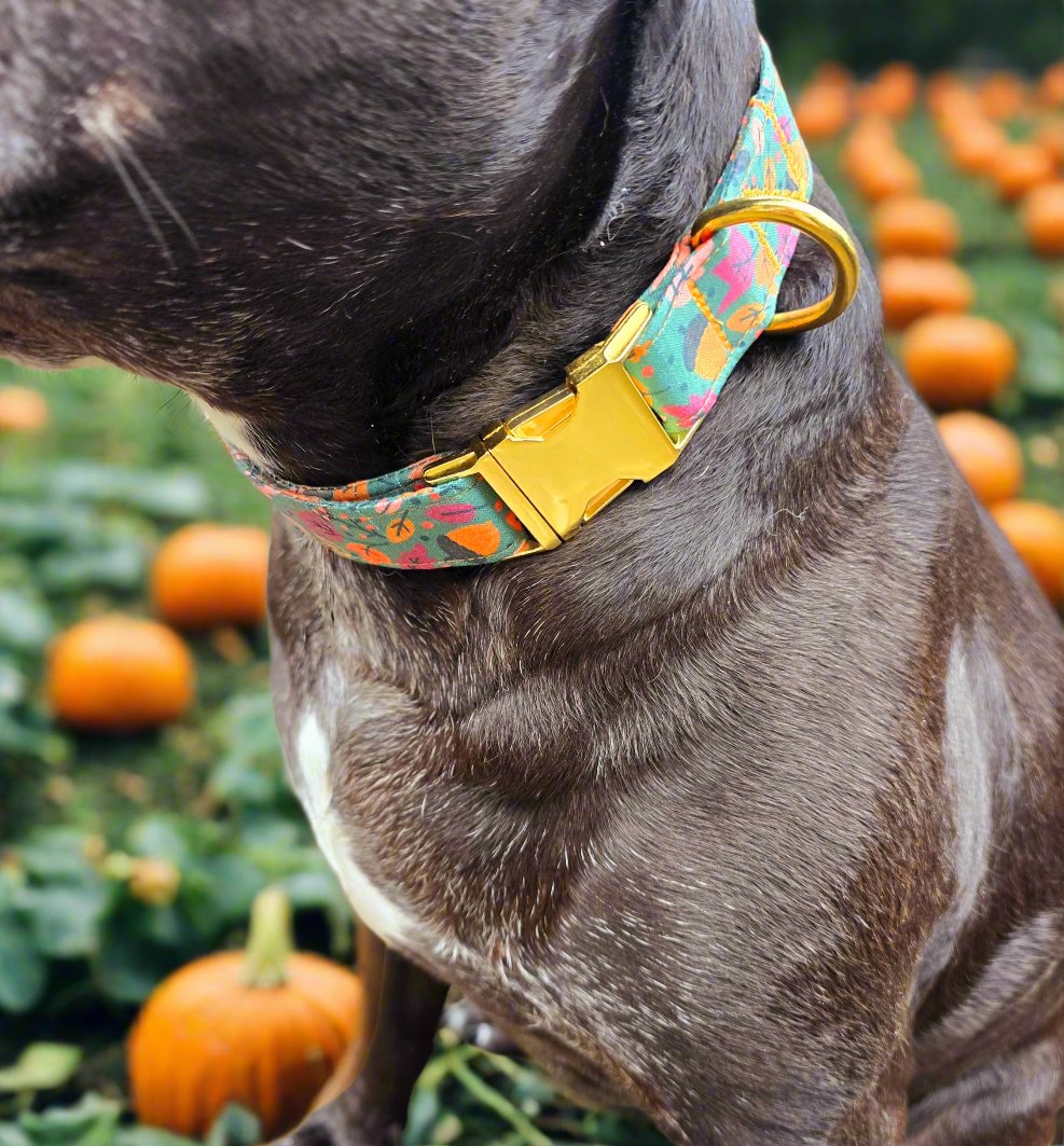 Fall Harvest Dog Collar | Autumn-Themed Pet Accessories by Dirty & Dainty Paws