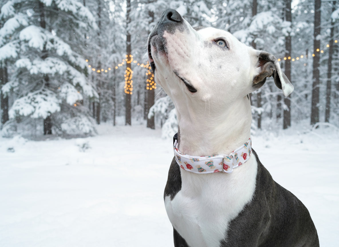 Cozy Teddy Bear  Neoprene Dog Collars | Durable Holiday Collars by Dirty & Dainty Paws
