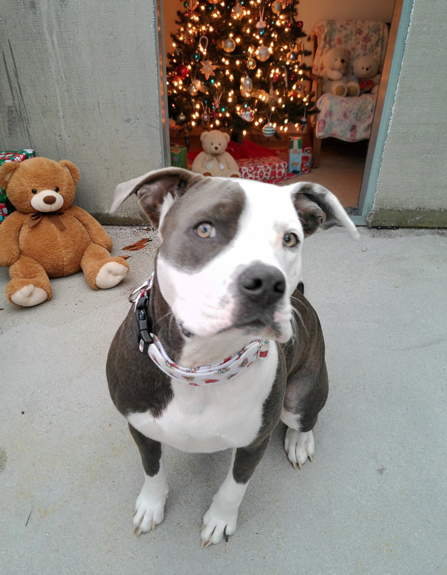 Cozy Teddy Bear  Neoprene Dog Collars | Durable Holiday Collars by Dirty & Dainty Paws