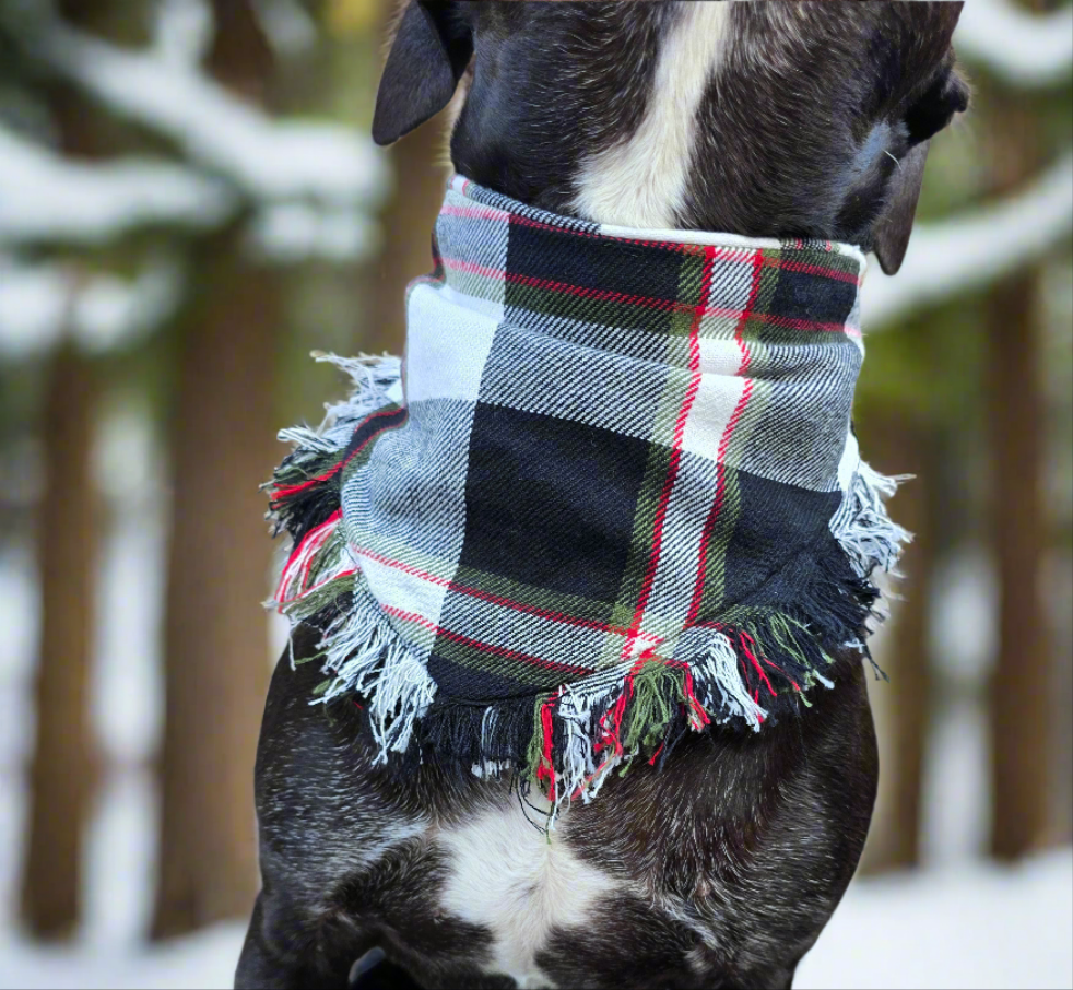 
Dog wearing a hand-fringed Christmas plaid ruffle bandana with festive winter trees in the background.
