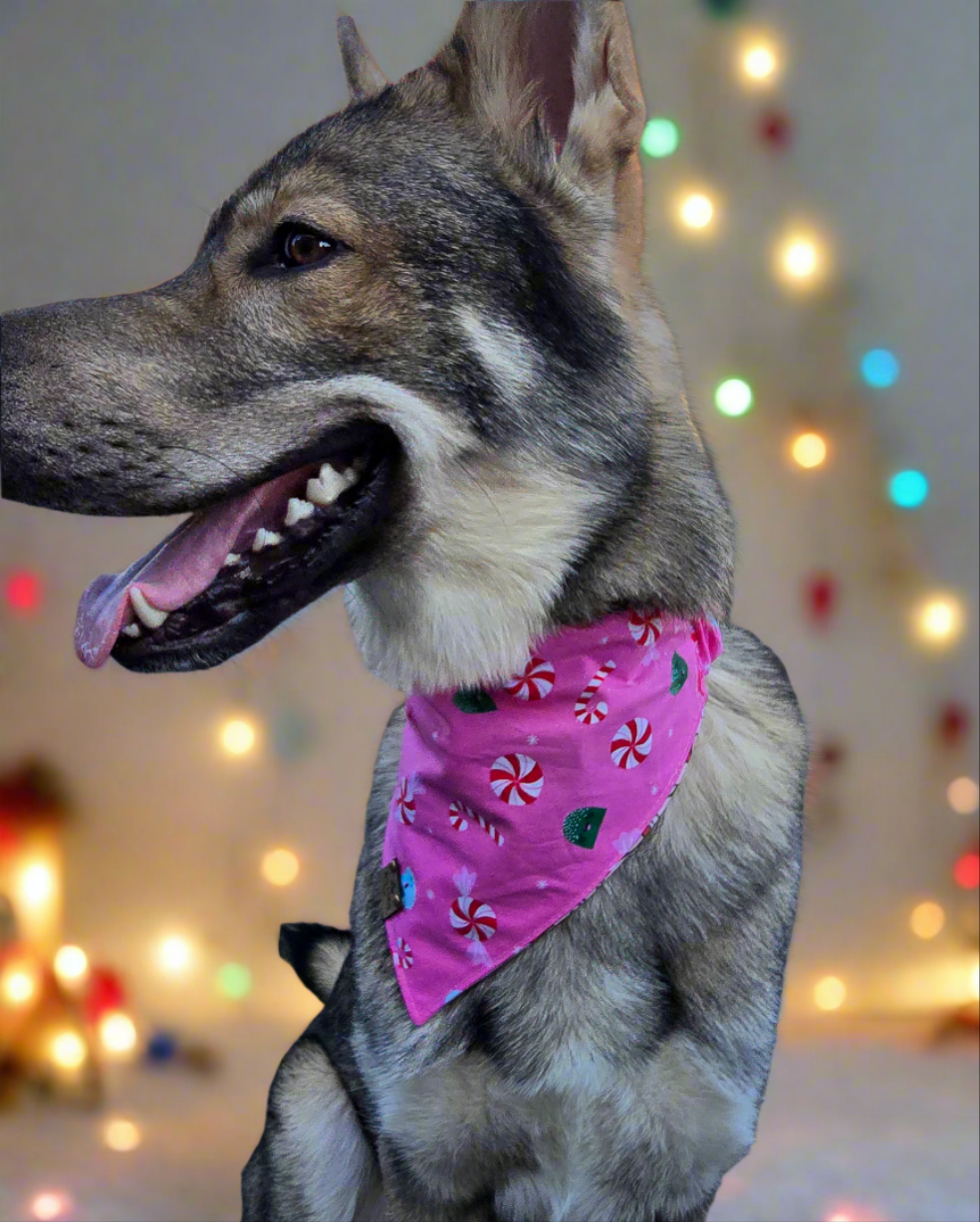 Christmas Coffee & Candy Canes | Candies Reversible Scrunchie Dog Bandana