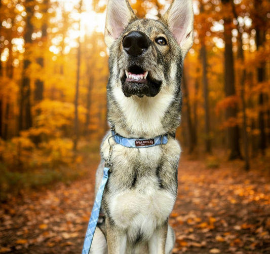 Boho Blue Plaid Dog Collar | Eco-Friendly, Waterproof & NO Stink