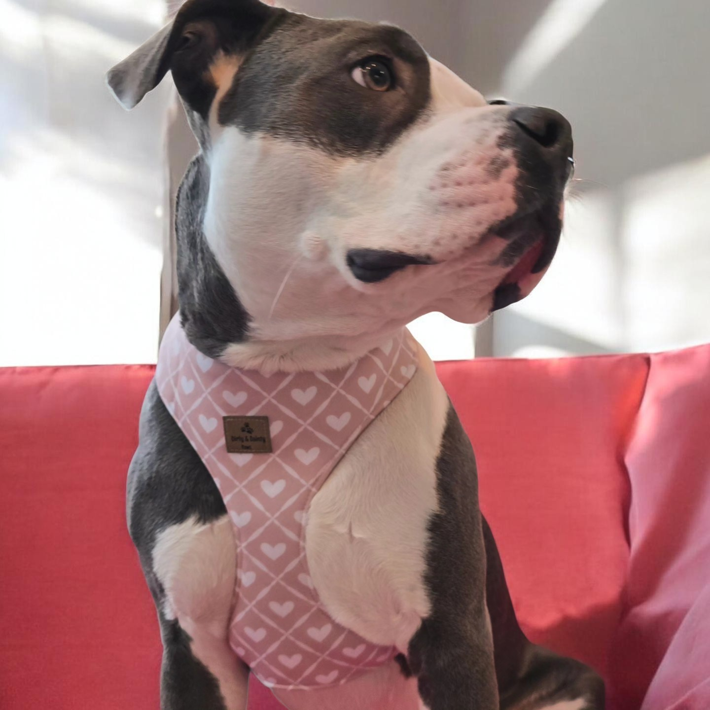 Strawberry & Bows Dog Harness – Adjustable Neoprene Dog Harness with Pink Webbing