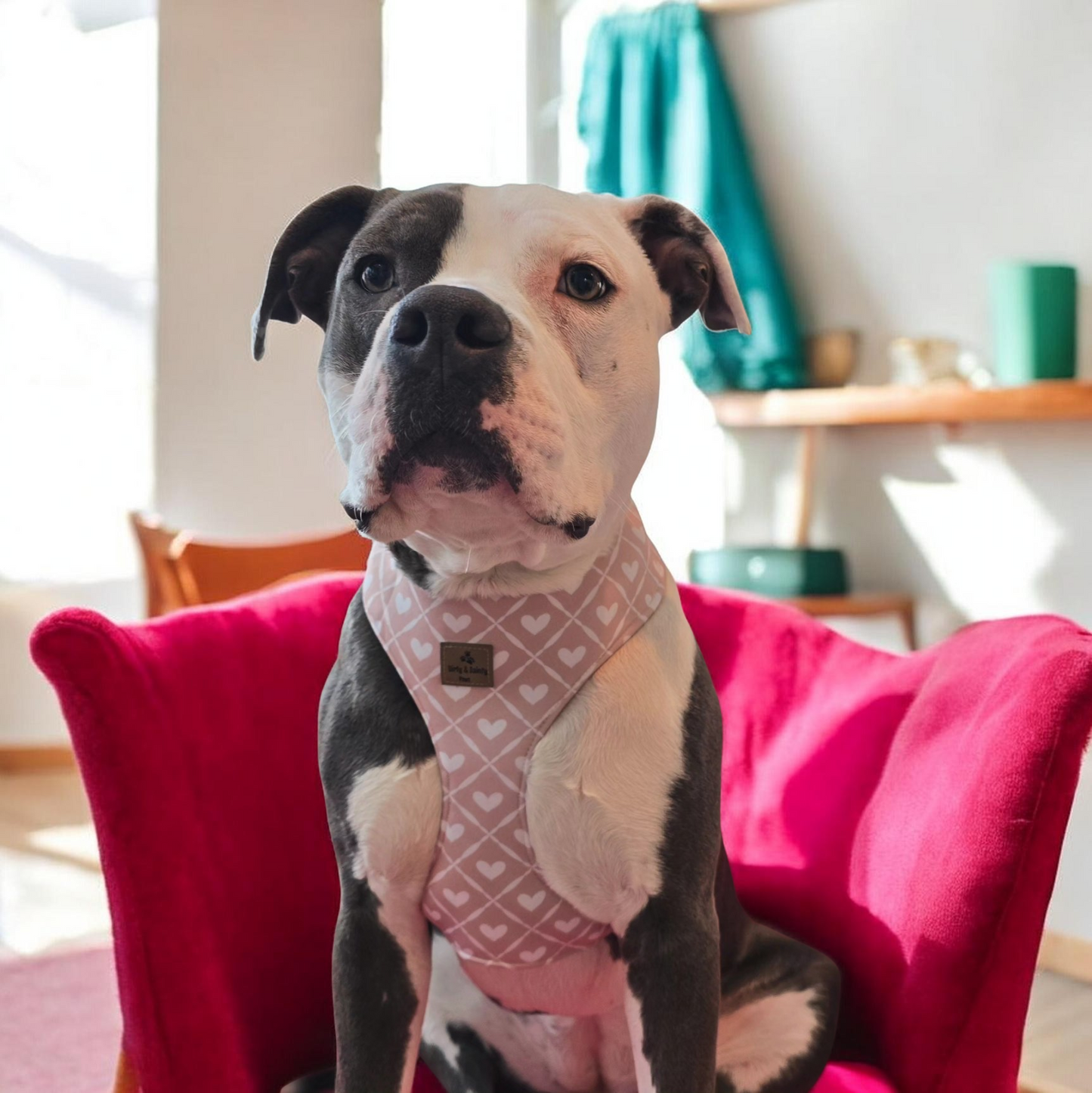 Strawberry & Bows Dog Harness – Adjustable Neoprene Dog Harness with Pink Webbing