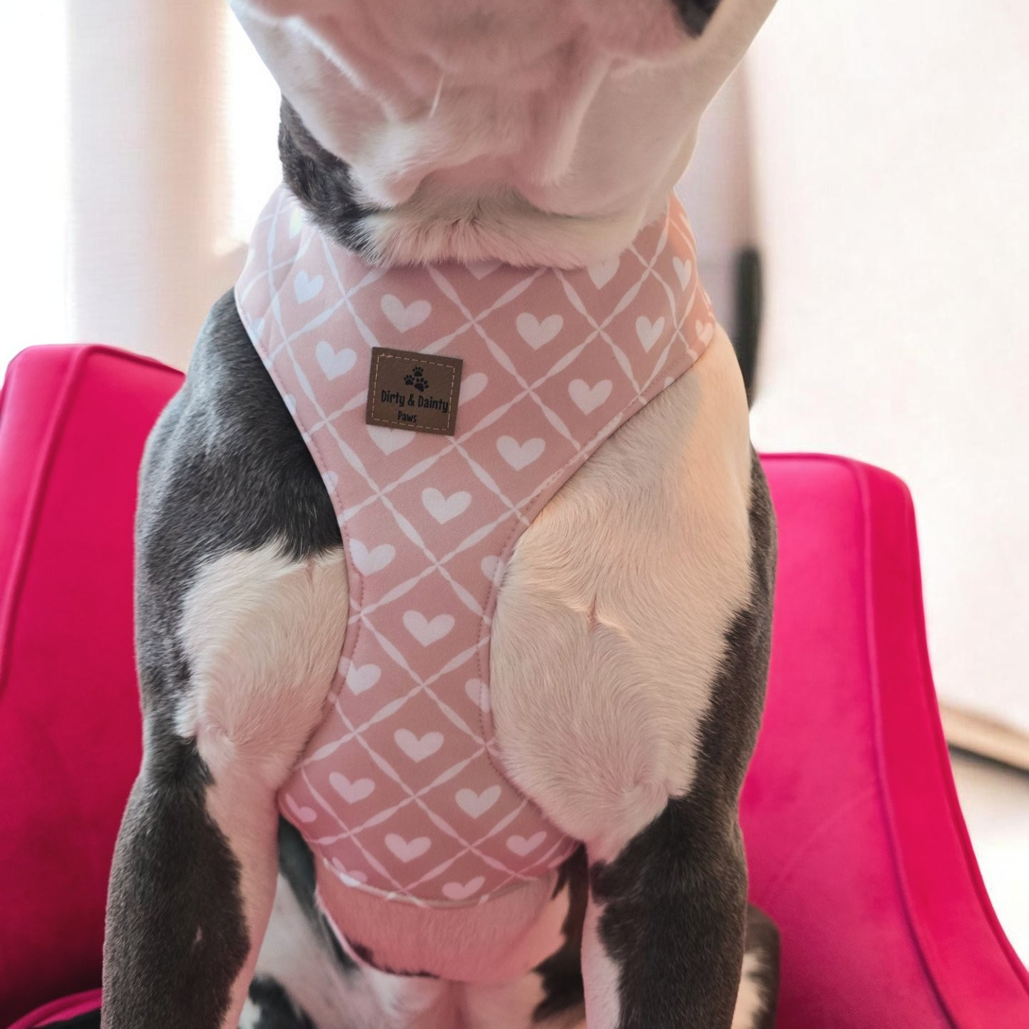 Spring Dino Neoprene Dog Harness – Adjustable Lightweight Yet Durable Dog Harness