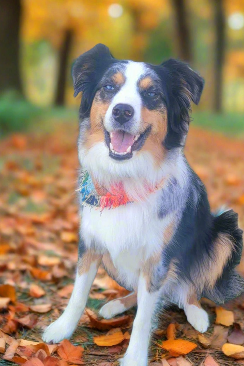 Hand-Fringed Fall Plaid Dog Bandana | Premium Flannel with Snap Closure & Faux Leather Tag