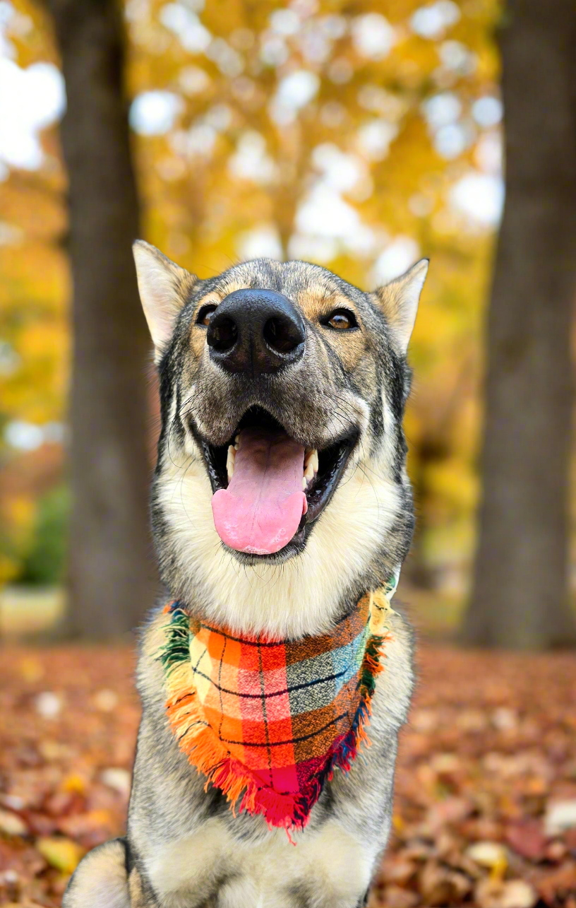 Colorful plaid dog bandana made from high-quality flannel, featuring hand-fringed edges, a secure snap closure, and a faux leather logo tag. Perfect for fall, the bandana showcases a vibrant mix of autumnal colors.