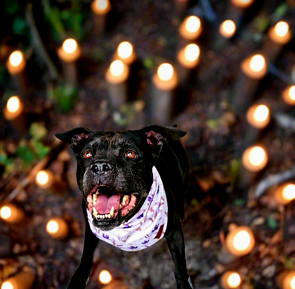 Into The Mystic Bundle| Collar and Leash Bundle| Get a FREE Easy-Tie Bandana